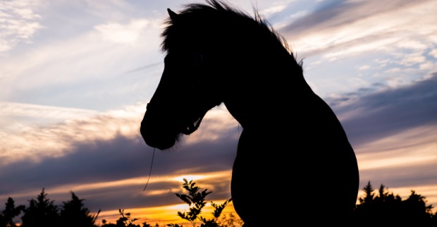 Islandpferd | Credit: iStock.com/Binnerstam
