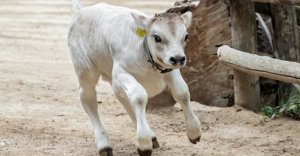 Das Kalb Seppl springt herum | Credit: Daniel Zupanc