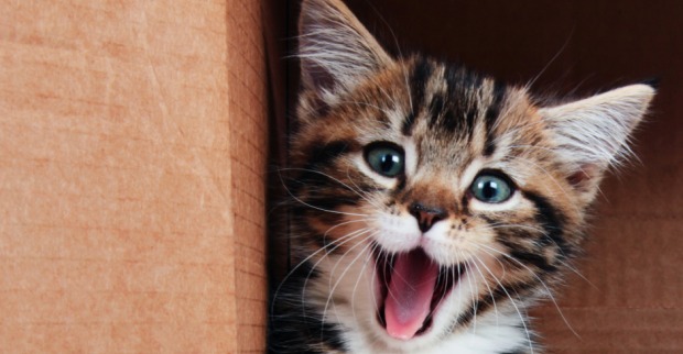 Eine kleine getigerte Katze öffnet ihr Maul, um herzhaft zu gähnen | Credit: iStock.com/Foonia
