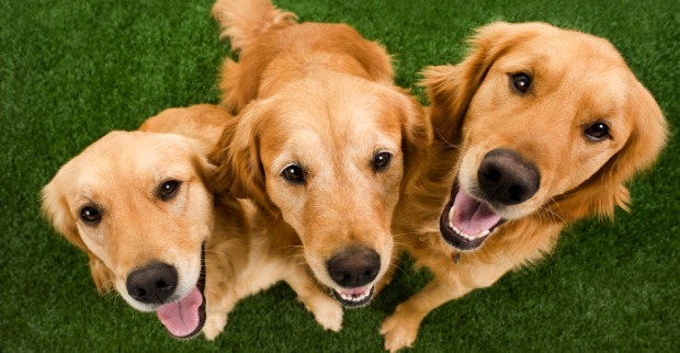 Drei Golden Retriever | Credit: iStock.com/cmannphoto