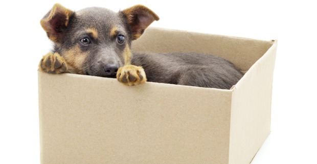 Kleiner Welpe schaut aus einer Schachtel | Credit: iStock.com/Litvalifa