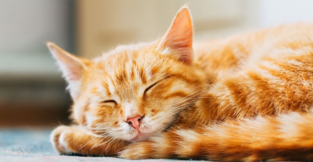 Katze schläft | Credit: iStock.com/bruev