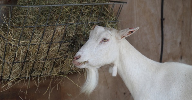 Ziege