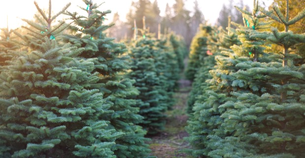 Christbäume