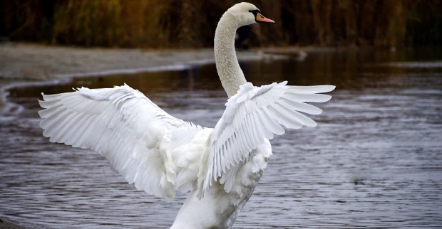 Ein Schwan an einem Fluss spannt die Flügel