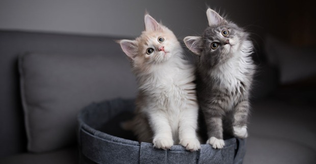 Zwei Katzen, die nebeneinander sitzen | Credit: iStock.com/Nils Jacobi