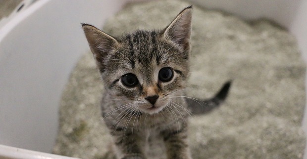 Kleine Katze auf der Toilette | Credit: iStock.com/BiancaGrueneberg