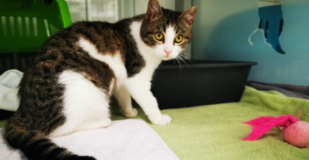 Kater im Tierheim