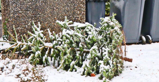 Alter Chrsitbaum liegt vor einer Mülltonne | Credit: iStock.com/Keikona