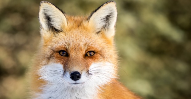 Rofuchs sitzt in einer Wiese | Credit: iStock.com/RT-Images
