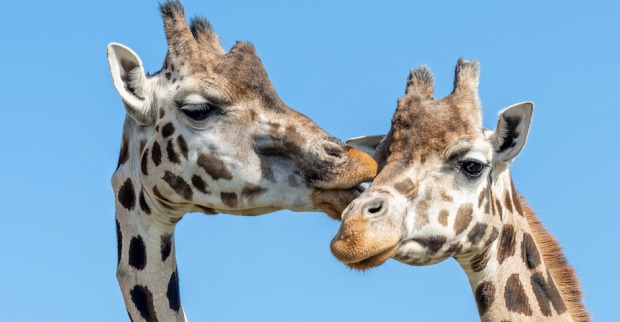 Giraffen-Bussi | Credit: Daniel Zupanc