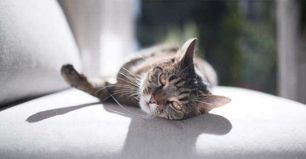 Katze liegt entspannt auf dem Sofa | Credit: iStock.com/Nils Jacobi