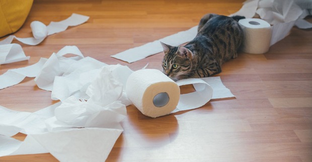 Katze versteckt sich hinter zerfledderten Toilettenpapierrollen | Credit: iStock.com/Anna_Hirna