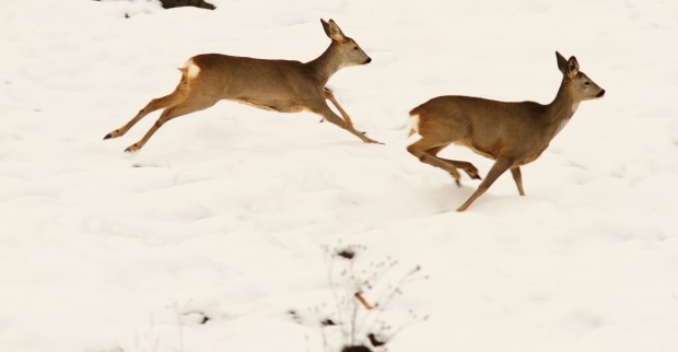 Gehetzte Rehe | Credit: iStock.com/taviphoto