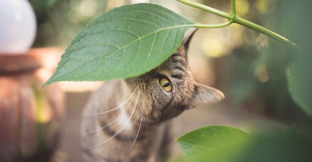 Freigänger-Katze schnuppert an einem Blatt | Credit: iStock.com/Nils Jacobi