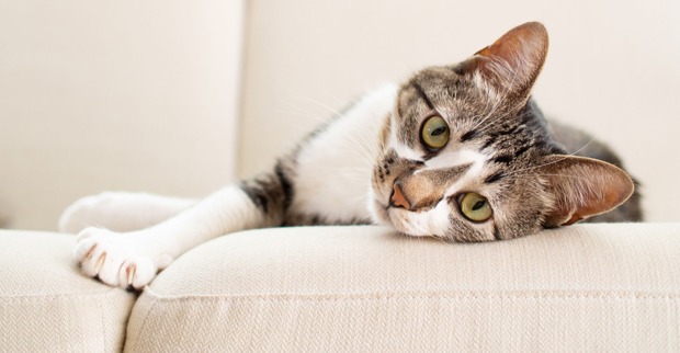 Katze liegt entspannt ausgestreckt auf dem Sofa | Credit: iStock.com/kaorinne