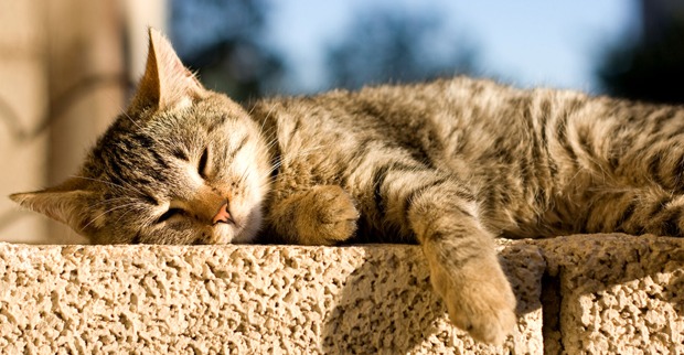 Katze rekelt sich auf der Mauer in der Sonne | Credit: iStock.com/Jelena990