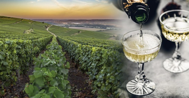 Weinberg in der Champagne