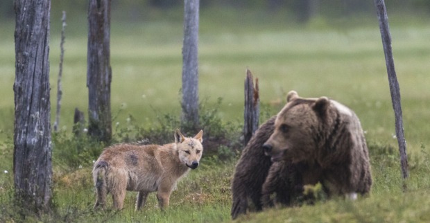 Wolf und Bär