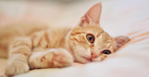Katze liegt traurig auf ihrem Platz | Credit: iStock.com/RalchevDesign