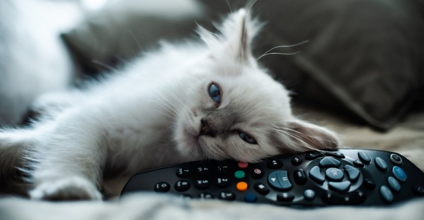 Kätzchen liegt entspannt ausgestreckt auf der Couch neben der Fernsteuerung | Credit: iStock.com/Alessandro Dangelo