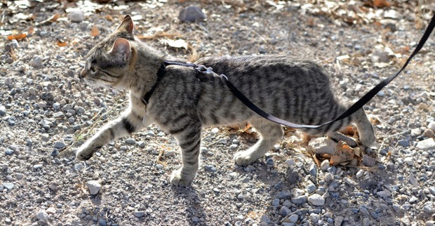 Katze wird an der Leine Gassi geführt | Credit: iStock.com/MW47