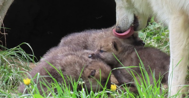 Polarwolf Papa mit Kids
