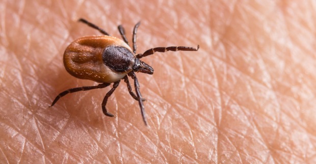Borreliose wird durch Zecken übertragen. | Credit: iStock.com/Ladislav Kubeš