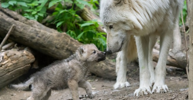 Mama-Wolf und Baby-Wolf | Credit: Daniel Zupanc