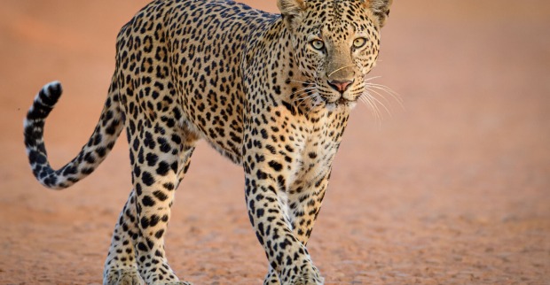Leopard in freier Wildbahn