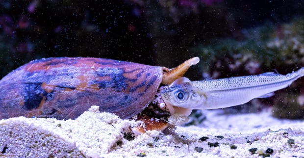 Kegelschnecke | Credit: Dominik Moser