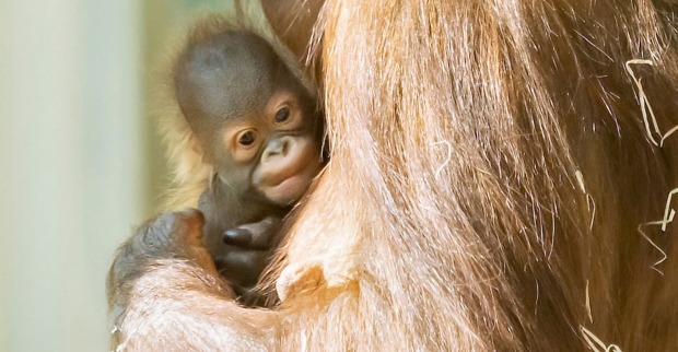 Orang-Utan-Baby mit Affen-Mama| Credit: Daniel Zupanc