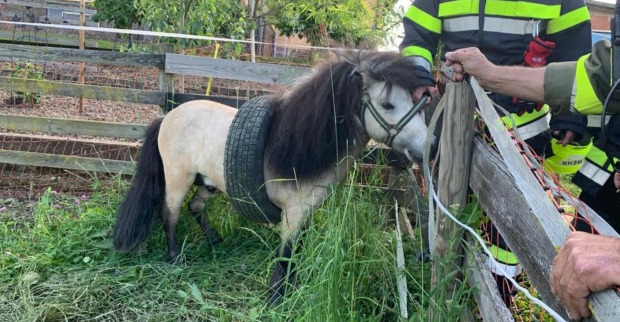 Pony