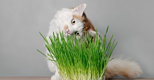 Katze knabbert Katzengras | Credit: iStock.com/Lightspruch