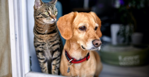 Katze und Hund