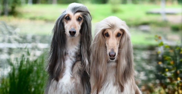 Zwei elegante, langhaarige Windhunde | Credit: iStock.com/ Mariana Mikhailova