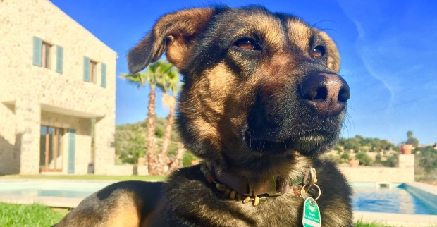 Hund vor Landhaus Mallorca | Credit: fincallorca