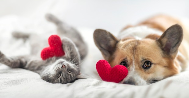 Katze &amp; Hund im Bett | Credit: iStock.com/Nataba