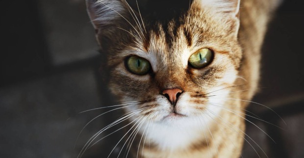 Getigerte Katze | Credit: iStock.com/Nadya So