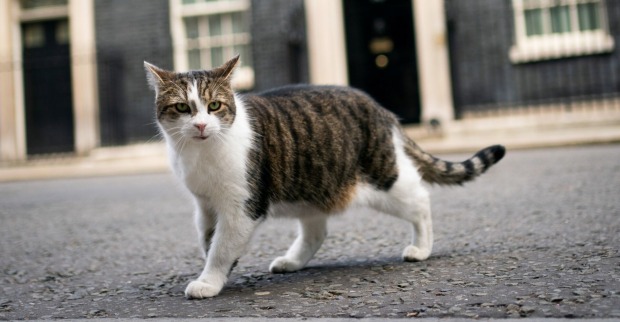 Kater Larry vor der Downing Street 10 in London. | Credit: South West News Service Ltd / Action Press / picturedesk.com