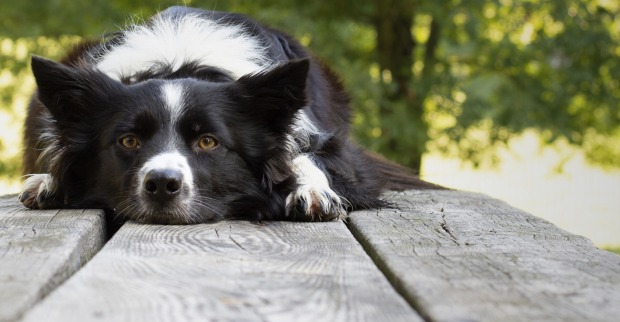 Border Collie I Credit: iStockphoto.com/Tepepa79