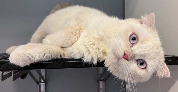 Scottish Fold Katze  liegt auf der Seite | Credit: TierQuarTier Wien