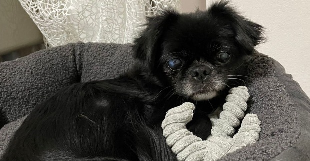 Pekinese im Körbchen | Credit: TierQuarTier Wien