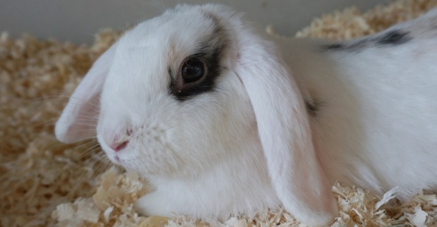 Weißes Kaninchen liegt auf Streu| Credit: TierQuarTier Wien