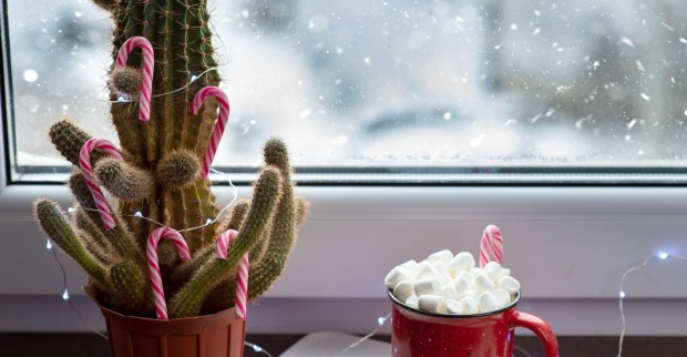 Kaktus mit Zuckerstangen steht auf einem Fensterbrett | Credit: iStock.com/Timofey Zadvornov