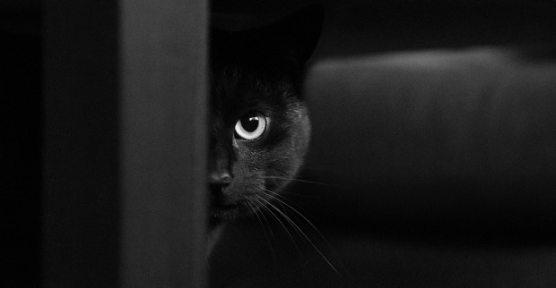 Schwarze Katze | Credit: iStock.com/Nils Jacobi