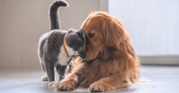 Katze knuddelt mit Hund | Credit: iStock.com/chendongshan