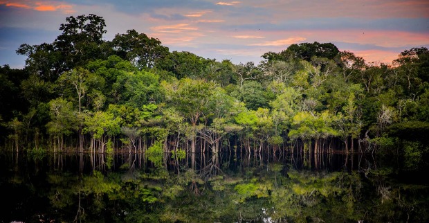 Amazonas Regenwald bei Sonnenuntergang | Credit: iStock.com/Anna Carolina Negri