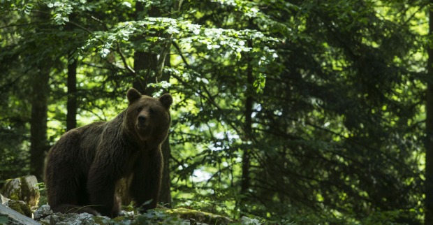 Ein Bär in einem Wald.