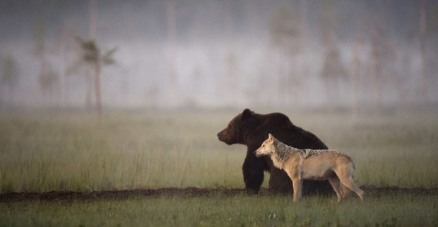 Ein Bär und ein Wolf in freier Wildbahn.